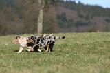 BERGER AUSTRALIEN PUPPIES 692